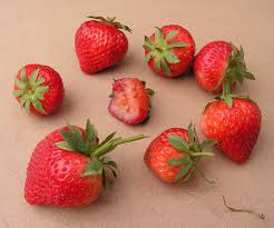 Check spelling or type a new query. 23 Protecting Strawberries From Birds Iron Wire Netting Or Birds Net Sjefgardentips