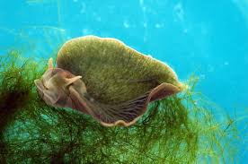 Image result for Coelorachis