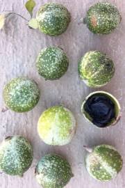 Image result for Catunaregam obovata