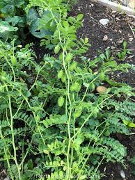 Work the soil 6 inches deep and incorporate 2 inches of compost or another organic matter. Growing Chickpeas Or Garbanzo Beans Northern Homestead