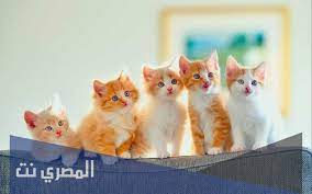 تفسير حلم رؤية القطط في المنام والخوف منها بالتفصيل المصري نت