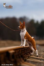 Pin By Melanie Ravenswood On Dogs Wolves In 2020 With Images Basenji Dogs Basenji Puppy Dog Lovers