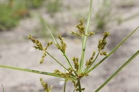 Image result for Cyperus cyperoides