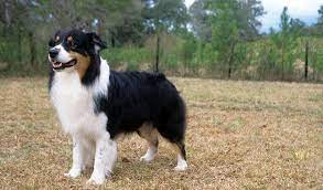 Australian shepherds are very playful dogs and they like to chase birds. Australian Shepherd Breed Information