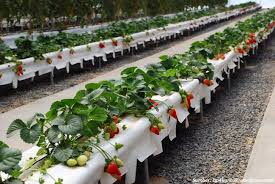 Pasalnya, untuk parkir kendaraan bermotor saja sudah susah, apalagi punya halaman dengan kebun yang indah dan asri. Berkebun Di Lahan Sempit Sekitar Rumah Coba Trik Ini