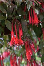 The High Season Of The Fuchsias Has Begun Fuchsiamania Fuchsia Seasons Climate Zones