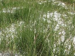 Image result for Sporobolus spicatus