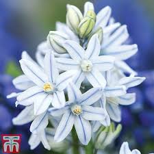As a result of mass protests, democratic elections were held in december 1987, which would later lead to the end of authoritarian rule in south korea and the establishment of. Russian Snowdrop Thompson Morgan