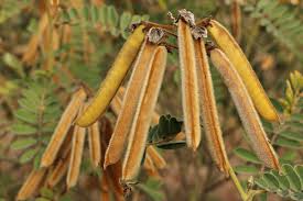 Image result for Tephrosia nyikensis