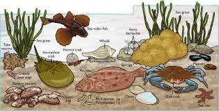 Bay Bottom Inventory Delaware Estuary Estuary Science Illustration Delaware