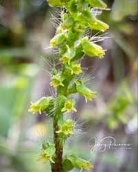 Image result for Holothrix villosa