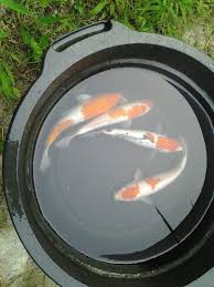 When the conditions are right, water temperature, day length etc the spawning begins (here in ontario, usually between late may to late june). Ways Of Selection Of Quality Koi Fish And Spawning Steemkr