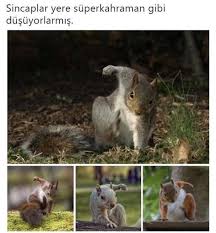 Ayse Akdogan Adli Kullanicinin Xxxxx Panosundaki Pin 2020 Hayvan Viralleri Eglenceli Resimler Komik Internet Fenomenleri