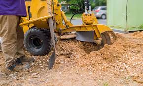 Maybe you would like to learn more about one of these? Stump Removal Tyler Tx M A Garcia Tree Service Inc