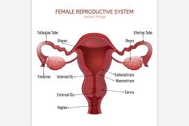 Male reproductive system by joey richard dio 211956 views. Female Reproductive System Pre Designed Photoshop Graphics Creative Market