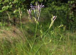 Image result for Afrosolen