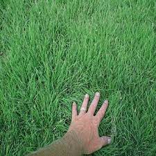 Buffalo Grass Seed Supreme Buffalo Grass Seed Blend Backyard Grass Alternative Best Grass Seed Lawn Buffalo Grass Seed