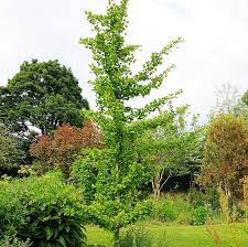 Neugestaltung von einer innenliegenden hofanlage mit historischen baustoffen. Das Grune Archiv Ginkgo Standort Pflanzung Und Pflege