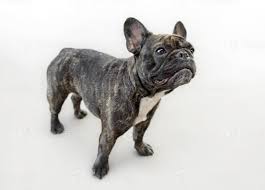 Right now my favorite pastimes are eating and napping the day away, but soon enough i will be learning to play. Funny Female French Bulldog Dog 754153 Stock Photo At Vecteezy