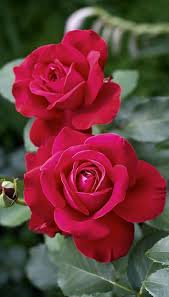 Pin By Corinda Winfree On Rose Beauty Beautiful Rose Flowers Beautiful Flowers Wallpapers Rose Flower