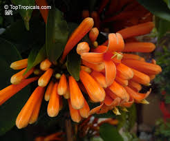 Image result for Pyrostegia