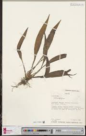 Image result for Buchnera longispicata