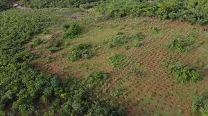 Image result for Burttdavya