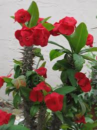 Safari sunset has the deepest red bracts (almost black) i have seen among crown of thorns. Thai Red Hot Giant Crown Of Thorns Kens Nursery