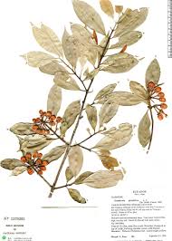 Image result for Symphonia globulifera