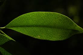 Image result for Vepris reflexa