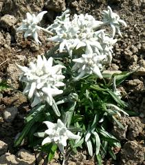 Edelweiss Flower Edelweiss Blume Edelweiss Blumen