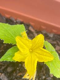 Image result for male flowers cucumber