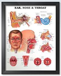 Ear Nose And Throat Chart 22x28 Throat Anatomy Human