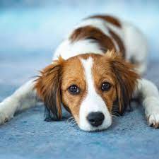dogshooting mit maika kooikergirl 4 monate alt kooikerhondje kooiker puppy kooikerpuppy puppylove maikakooiker hunde fotos hund portraits hundefotos