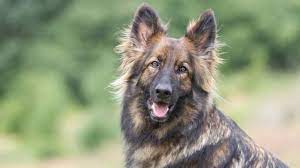 For lots of us, it is a superb companion to go around. Sable German Shepherd The Ultimate Breed Guide All Things Dogs All Things Dogs