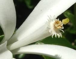 Image result for Turraea robusta