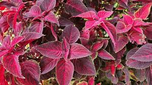 Image result for Coleus rhodesianum