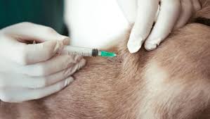 Myeloma is a bone marrow cancer. Cancer In Cats Symptoms Treatment Purina