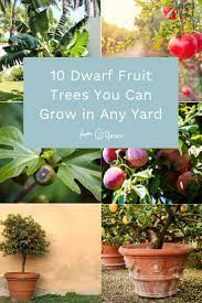11 Dwarf Fruit Trees You Can Grow In Small Yards Dwarf Fruit Trees Small Fruit Trees Dwarf Trees