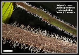 Image result for Wigandia urens