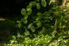 Image result for Grewia forbesii