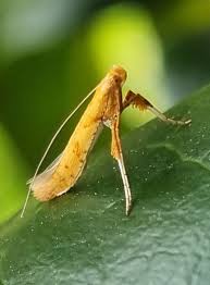 Image result for Ericinella