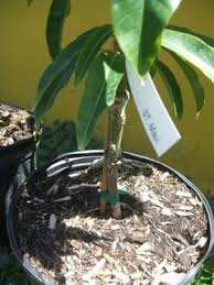 Water your plant with lukewarm water whenever you see the soil is a bit dry. Sowing Mango Seeds