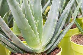 Finding the perfect pots for aloe vera plants is not an easy job. Comment Cultiver De L Aloe Vera En Interieur