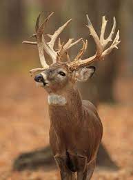 Woodland Beauty Whitetail Deer Mule Deer Whitetail Deer Pictures