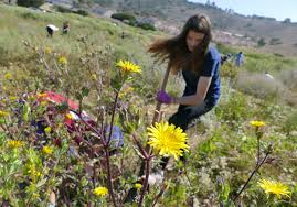Browse the most recent hemet, california obituaries and condolences. Photos Fighting Off An Invasion Of Weeds At Alta Vicente Reserve In Rancho Palos Verdes Daily Breeze