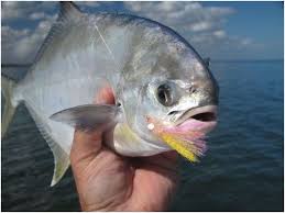 Ikan hias air laut adalah jenis ikan hias yang hidup di perairan laut. Nama Nama Ikan Laut Dangkal Dan Dalam Bisa Dikonsumsi