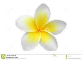 Frangipani Plumeria Flower Plumeria Frangipani Flowers