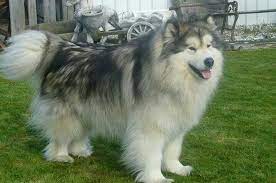 For the best experience, we recommend you upgrade to the latest version of chrome or. Long Haired Husky Long Haired Husky Husky Animals