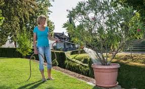Demnach verdunstet auch das gießwasser nicht so schnell, sodass es tief. Oleander Giessen So Finden Sie Das Richtige Mass Mein Schoner Garten